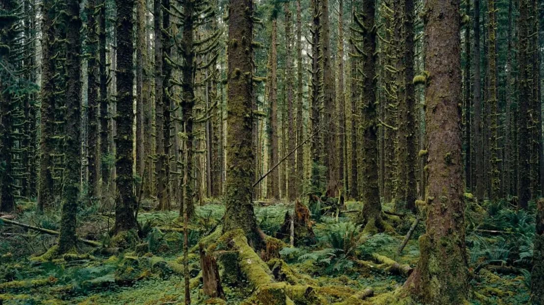 Mitch Epstein alle Gallerie d'Italia: in mostra il conflitto uomo-natura