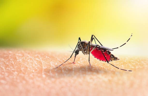 Malaria, registrato un  caso autoctono a Verona