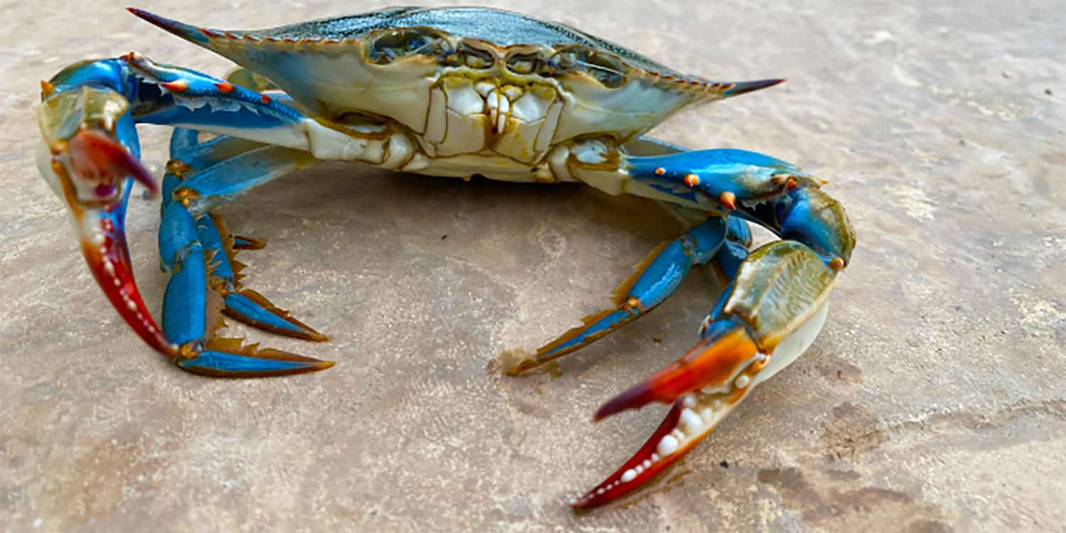 granchio blu