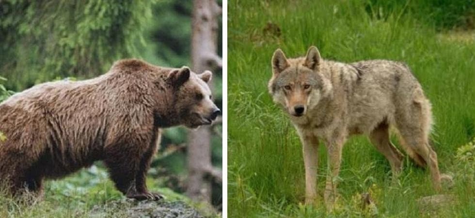 Referendum in Trentino, orsi e lupi costituiscono un pericolo