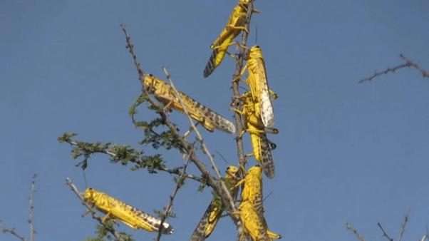 Emergenza Locuste: nuovo drammatico allerta nei cieli del Corno d’Africa